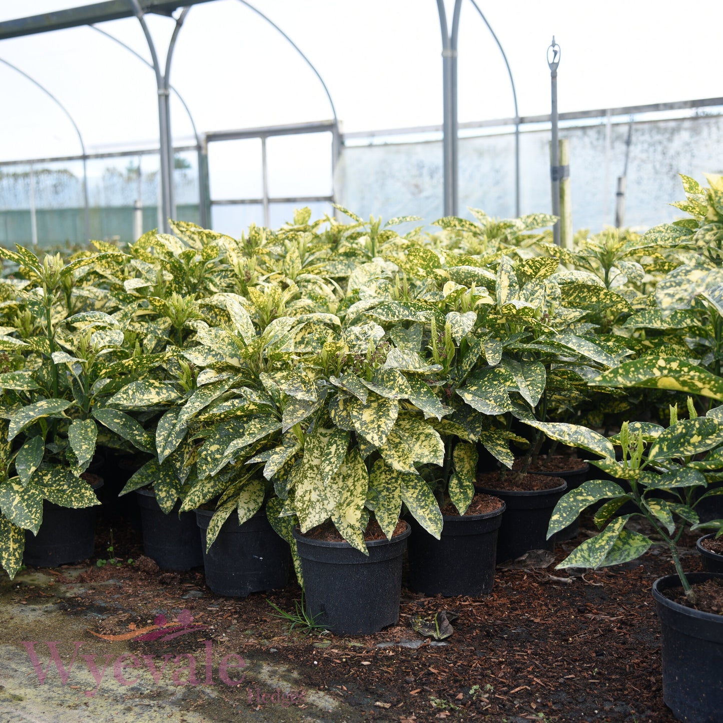 Aucuba japonica (Spotted Laurel) 'Mr Goldstrike'