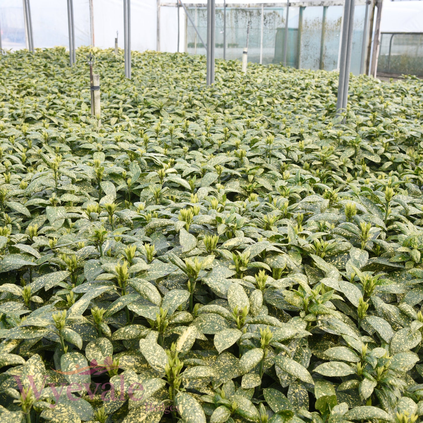 Aucuba japonica (Spotted Laurel) 'Mr Goldstrike'