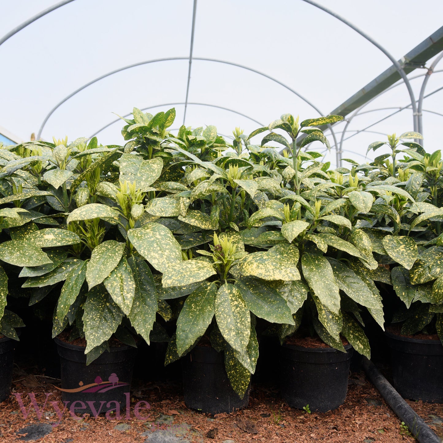 Aucuba japonica (Spotted Laurel) 'Mr Goldstrike'