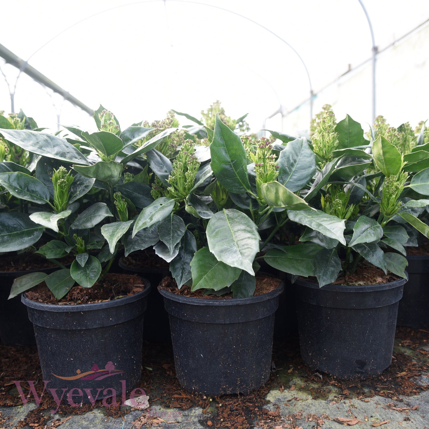 Aucuba japonica (Spotted Laurel) 'Rozannie'