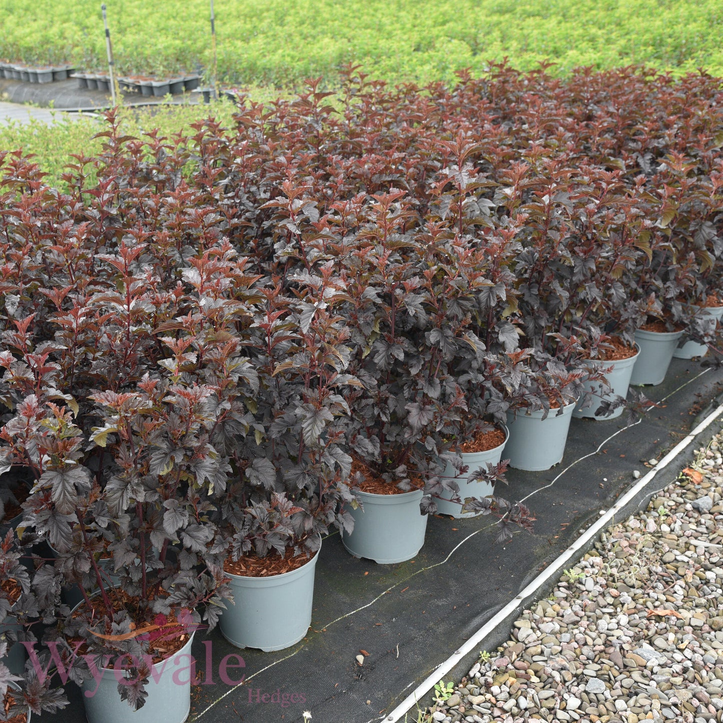 Physocarpus opulifolius (Ninebark) 'Panther'