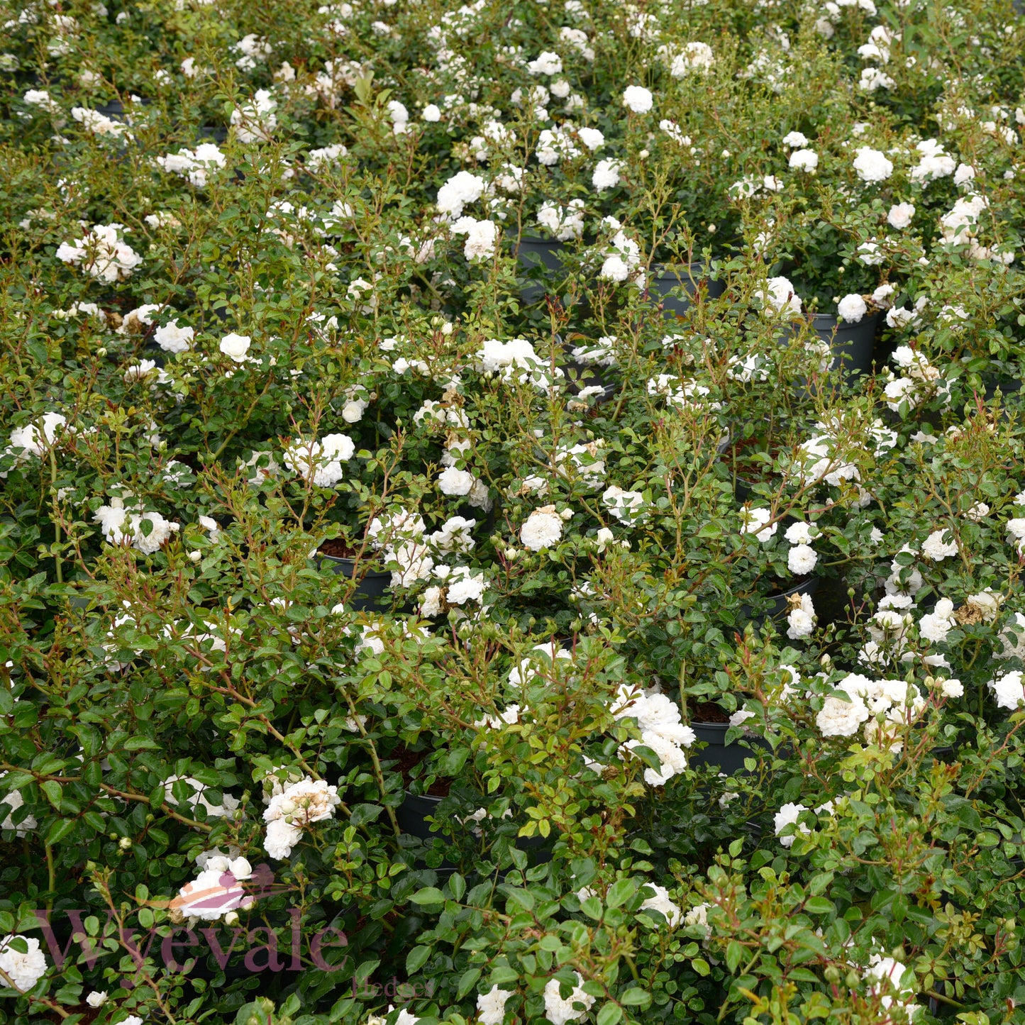 Rose 'Sea Foam'