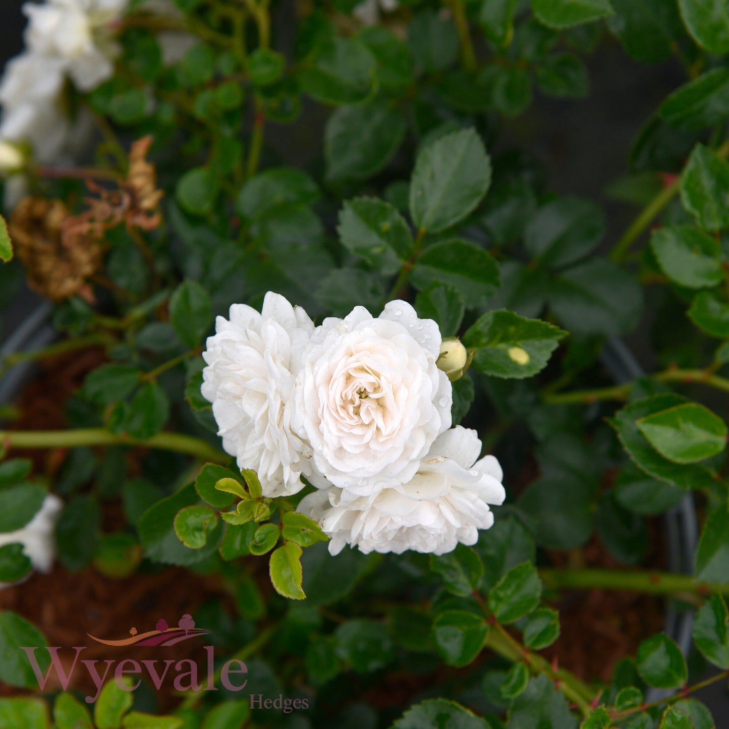 Rose 'Sea Foam'