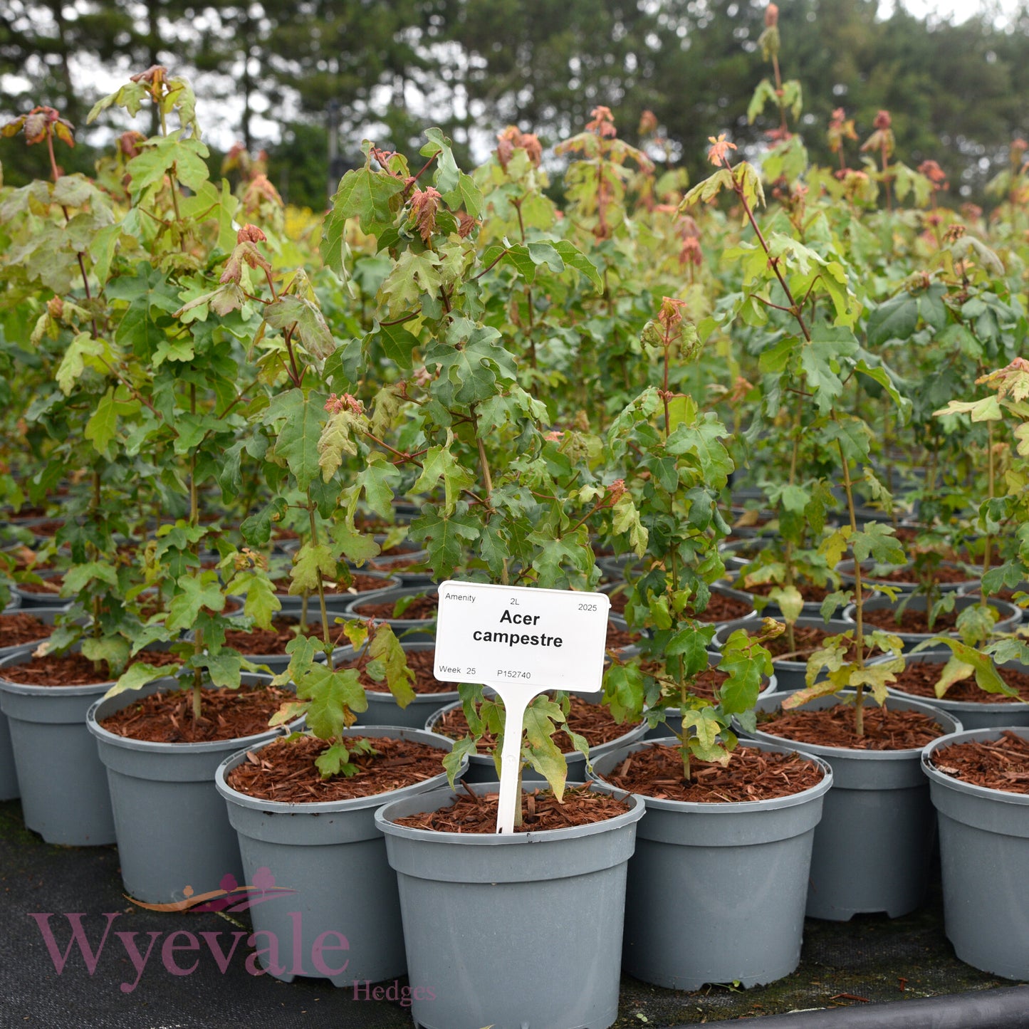 Acer campestre (Field maple)