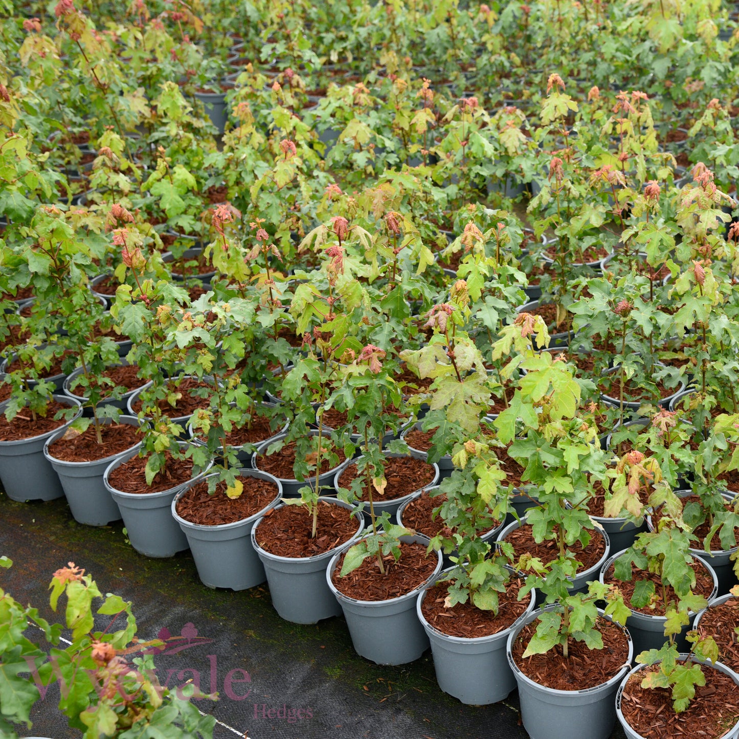 Acer campestre (Field maple)