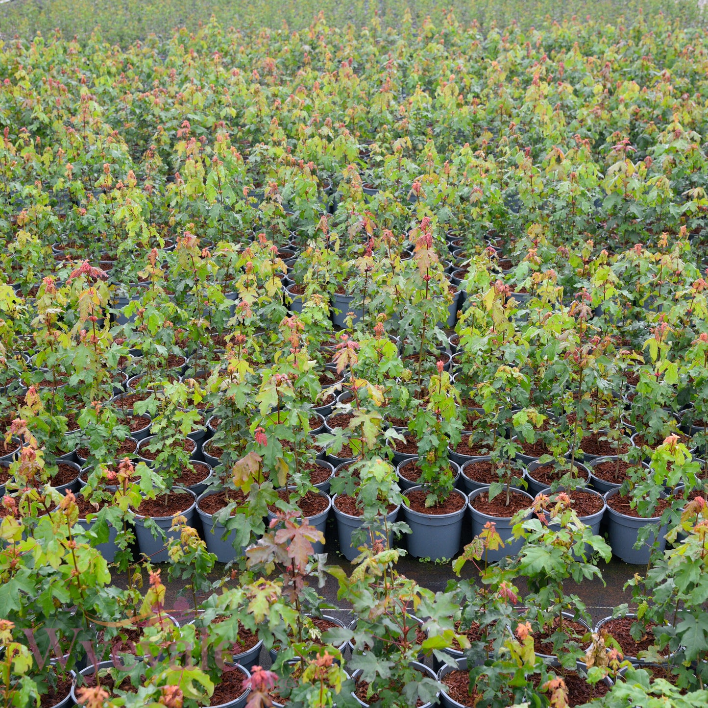 Acer campestre (Field maple)