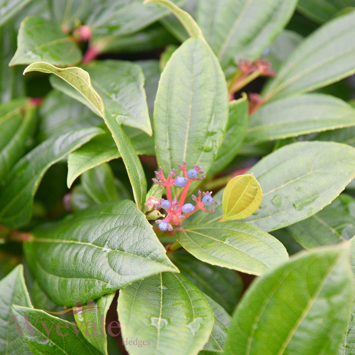 Viburnum davidii (David Viburnum)