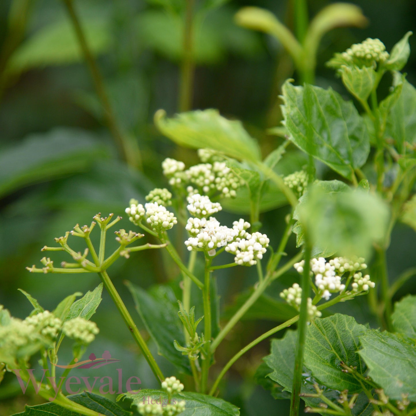 Viburnum dentata (Arrowwood) 'Blue Muffin'