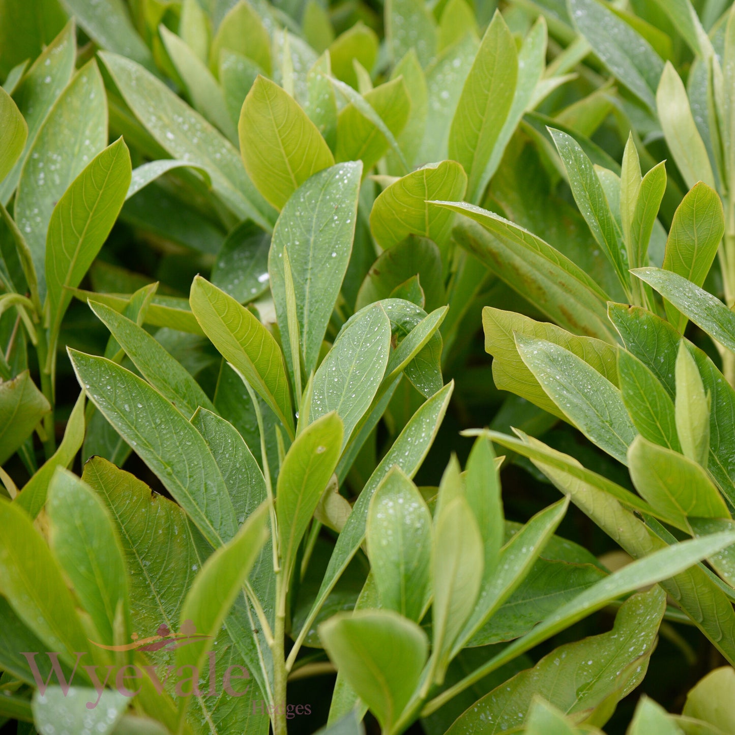 Edgeworthia chrysantha (Paper bush) 'Grandiflora'
