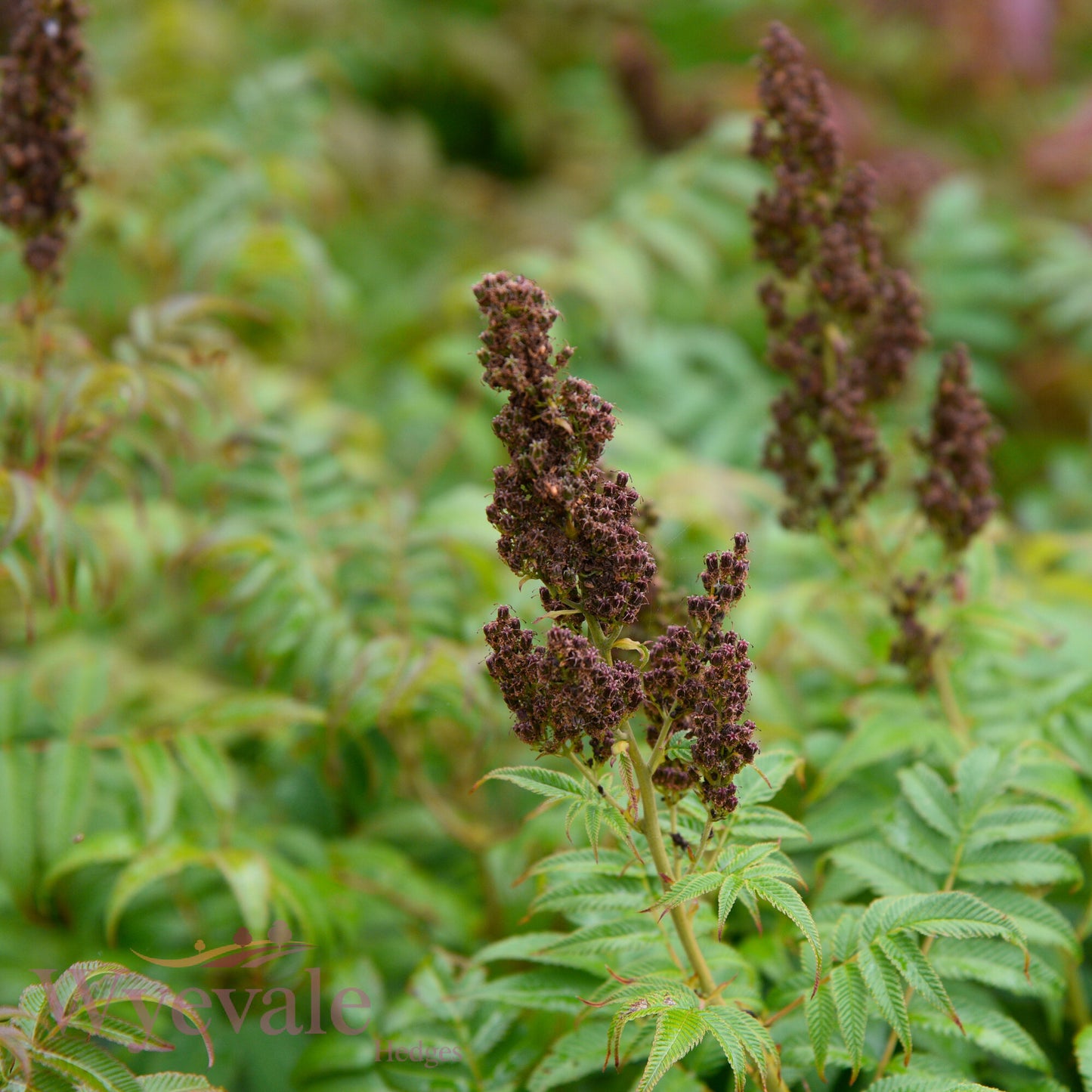 Sorbaria sorbifolia (False Spiraea) 'Sem'
