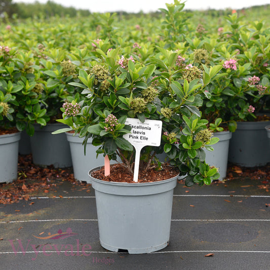 Escallonia laevis 'Pink Elle'