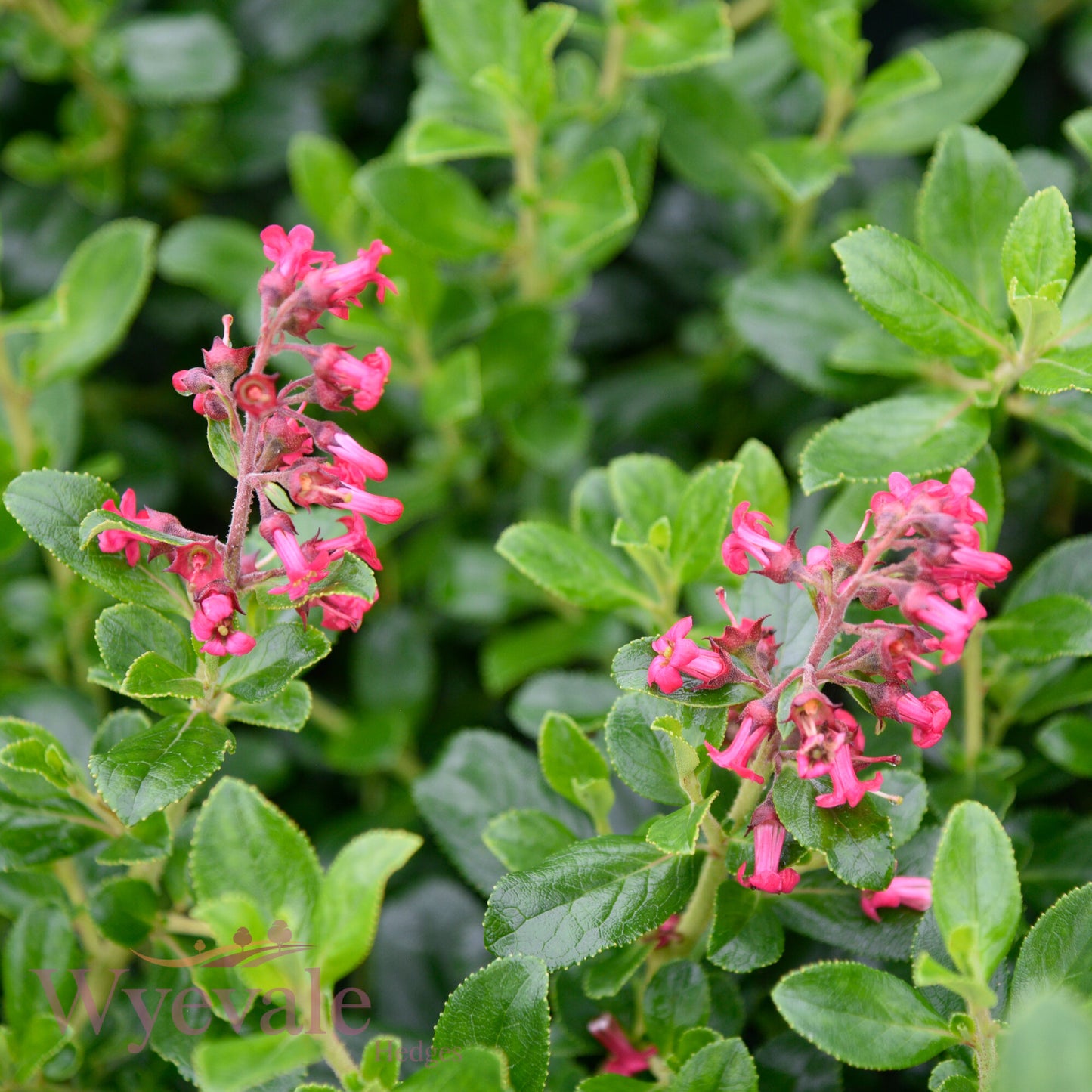 Escallonia rubra macrantha (Escallonia)