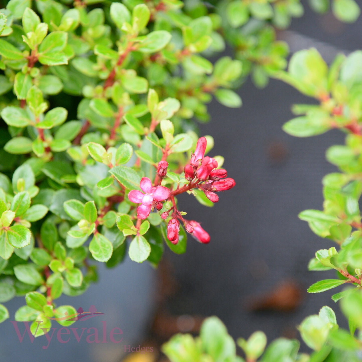 Escallonia 'Red Dream'