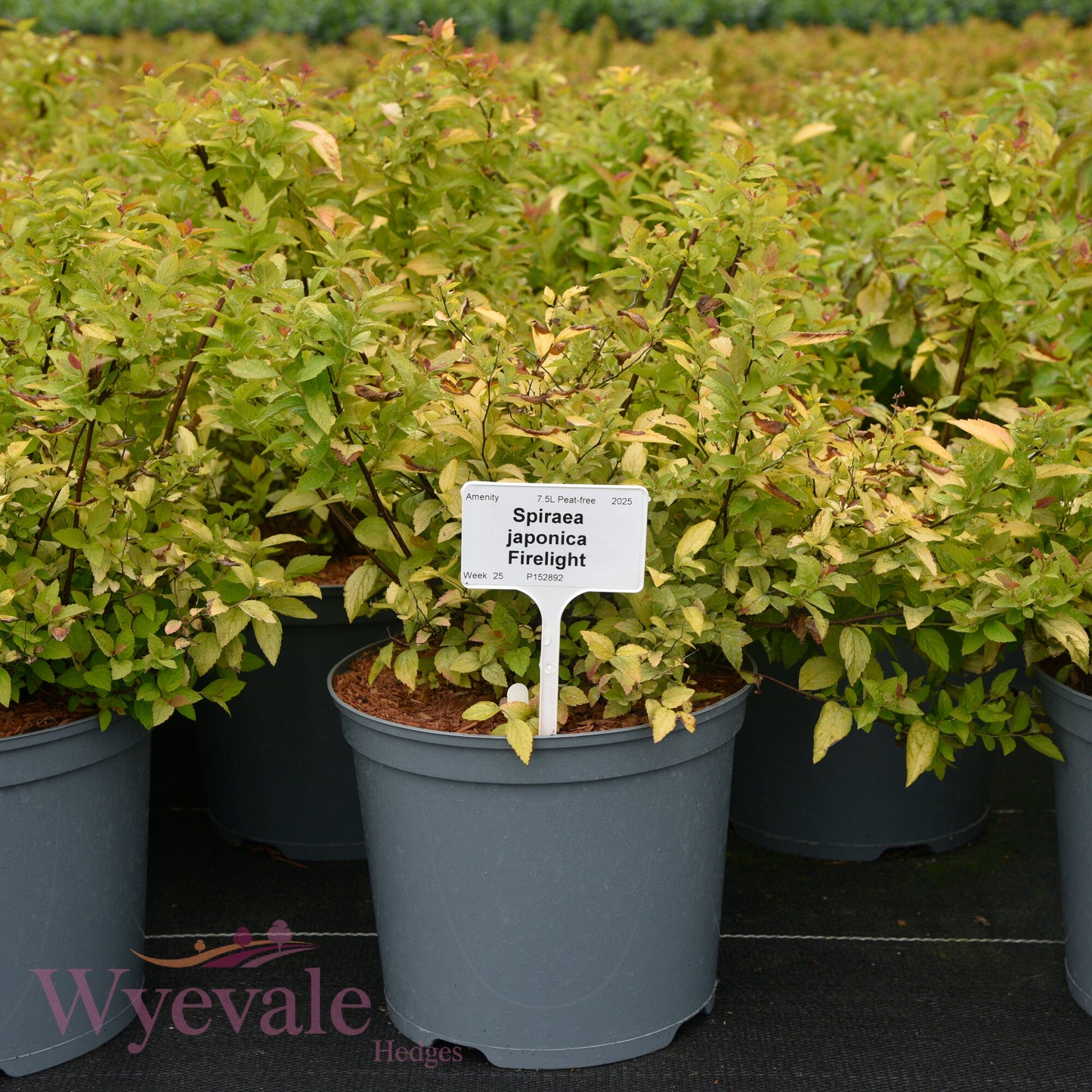 Spiraea japonica (Japanese Spiraea) 'Firelight'