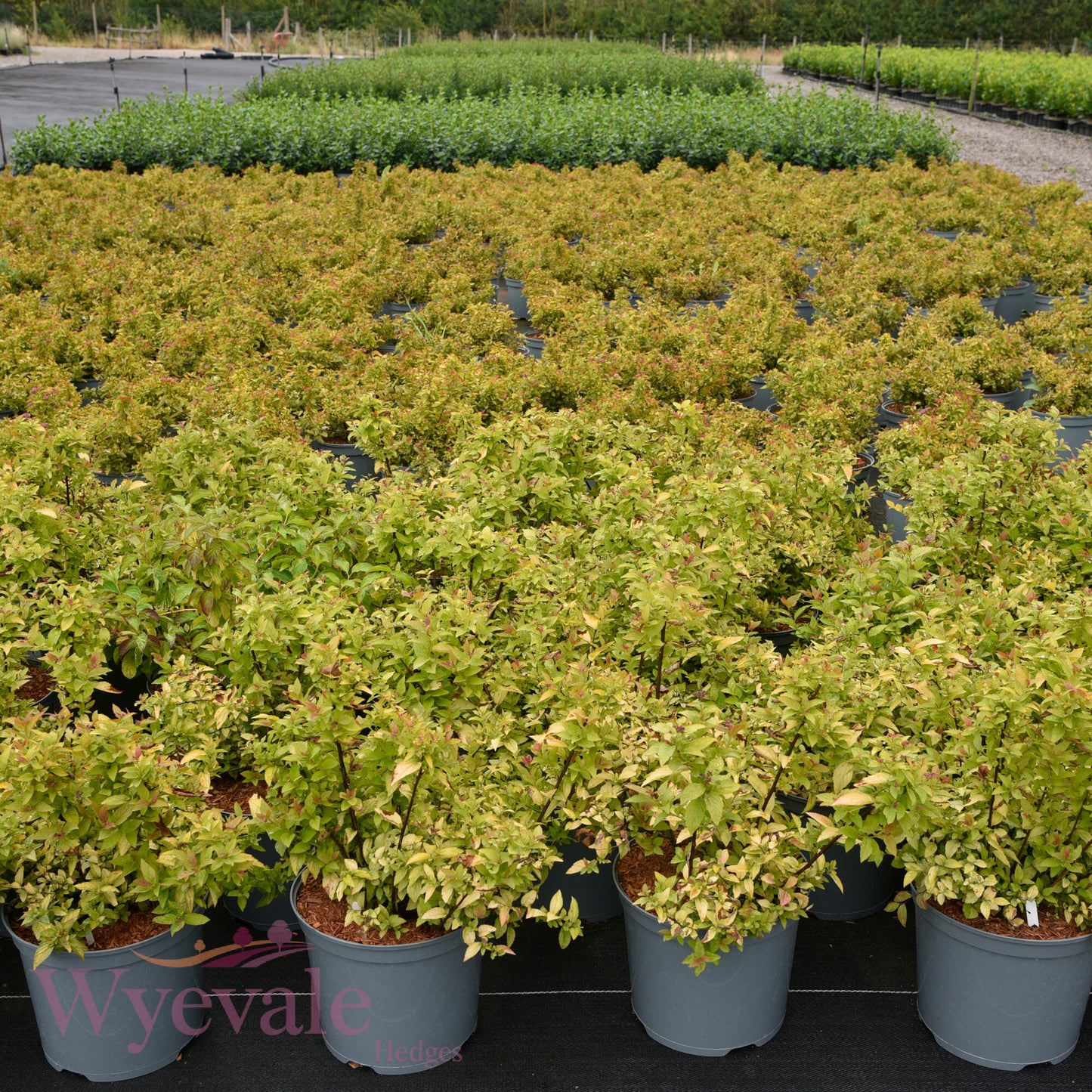 Spiraea japonica (Japanese Spiraea) 'Firelight'