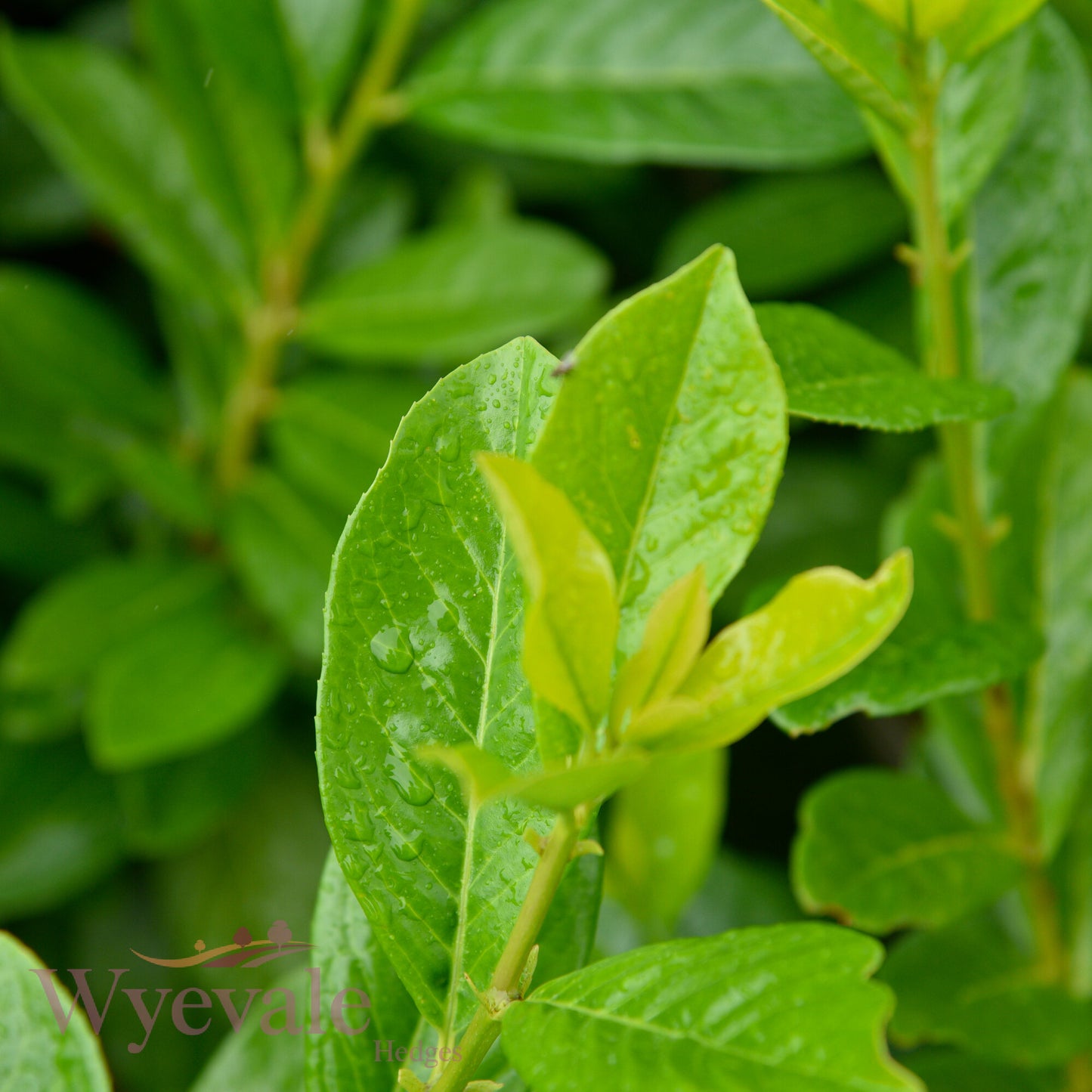 Prunus laurocerasus (Laurel Genolia) 'Genolia'