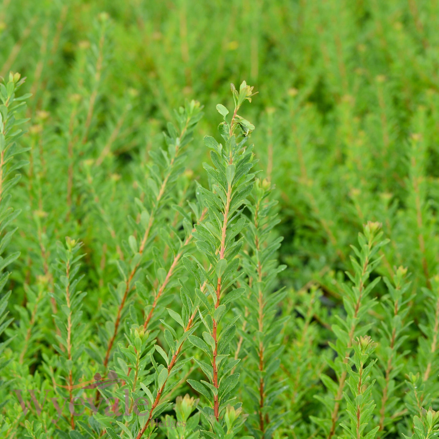 Spiraea nipponica (Snowmound Spiraea) 'Snowmound'