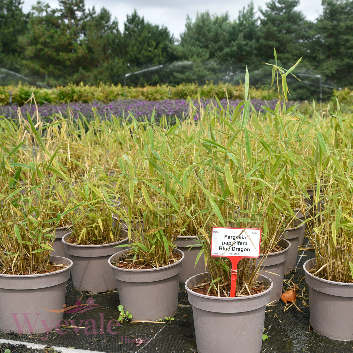 Fargesia papyrifera (Bamboo) 'Blue Dragon'