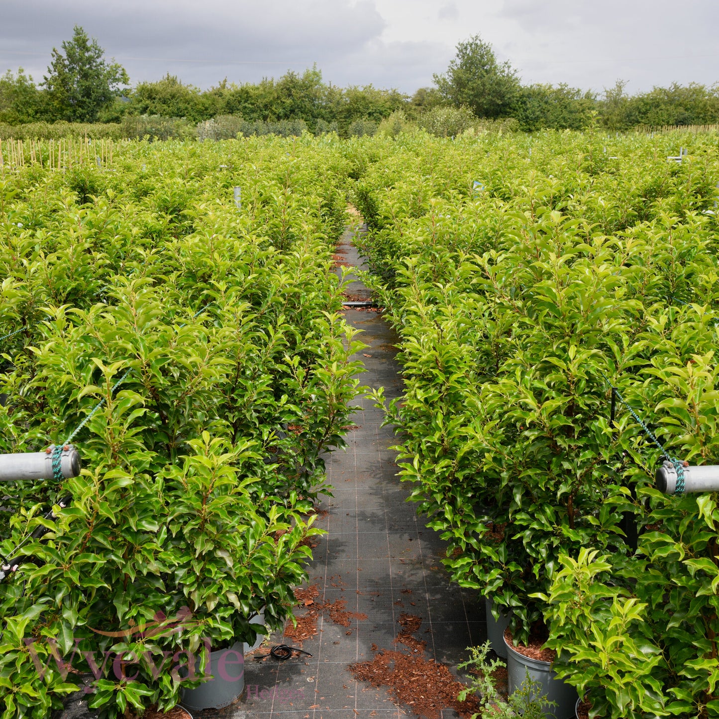 Prunus lusitanica (Portuguese laurel) 'Brenelia'