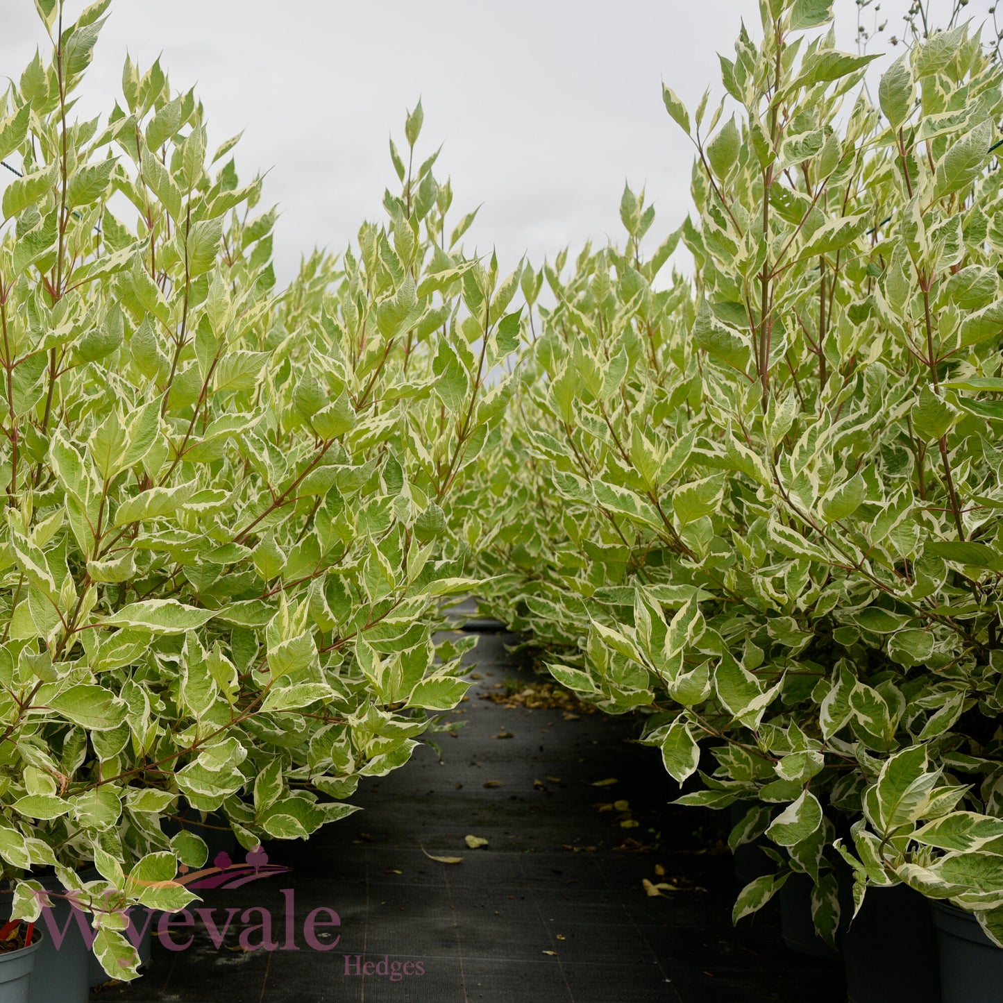 Ligustrum ovalifolium (Privet) 'Aureum'