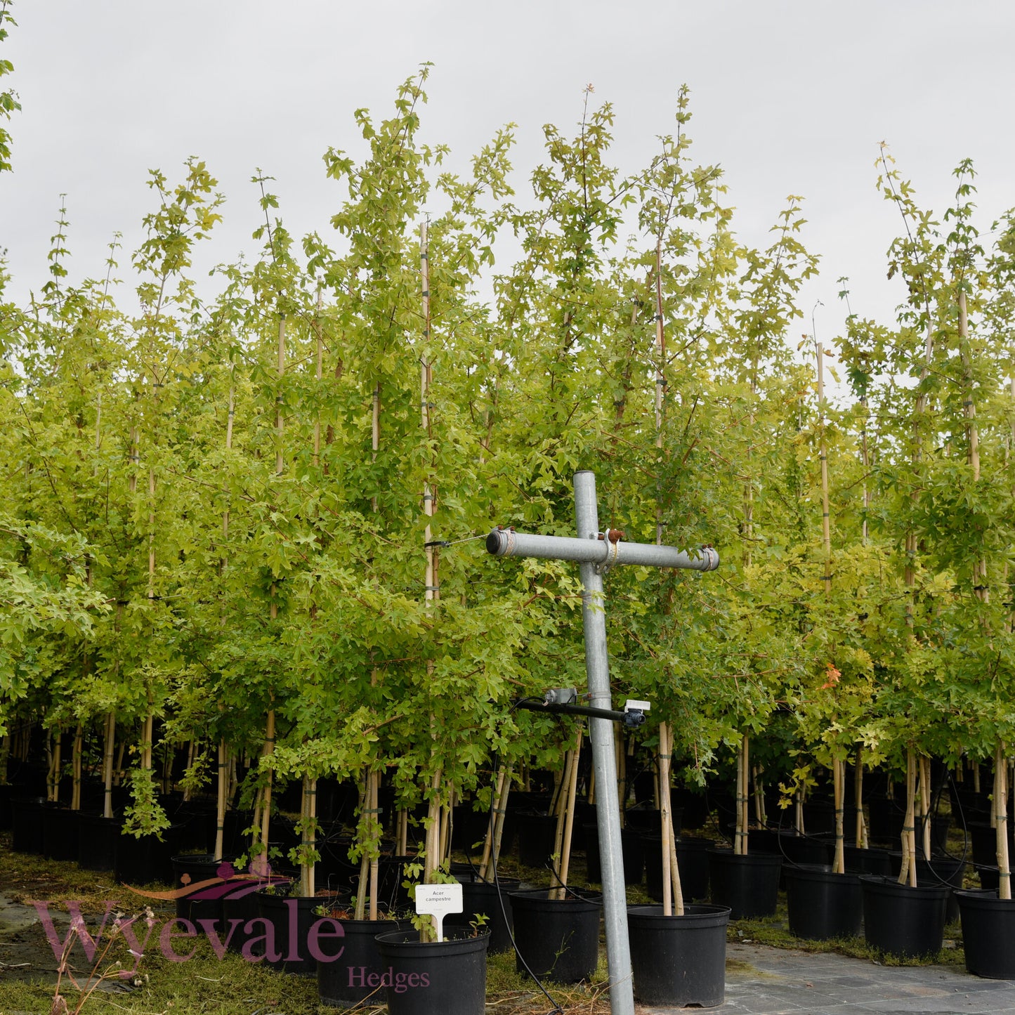 Acer campestre (Field maple)