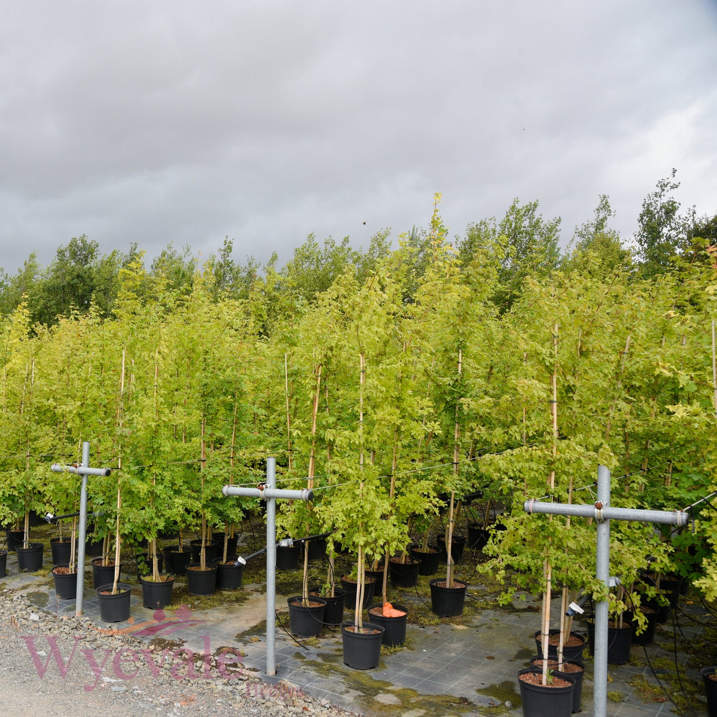 Acer campestre (Field maple)