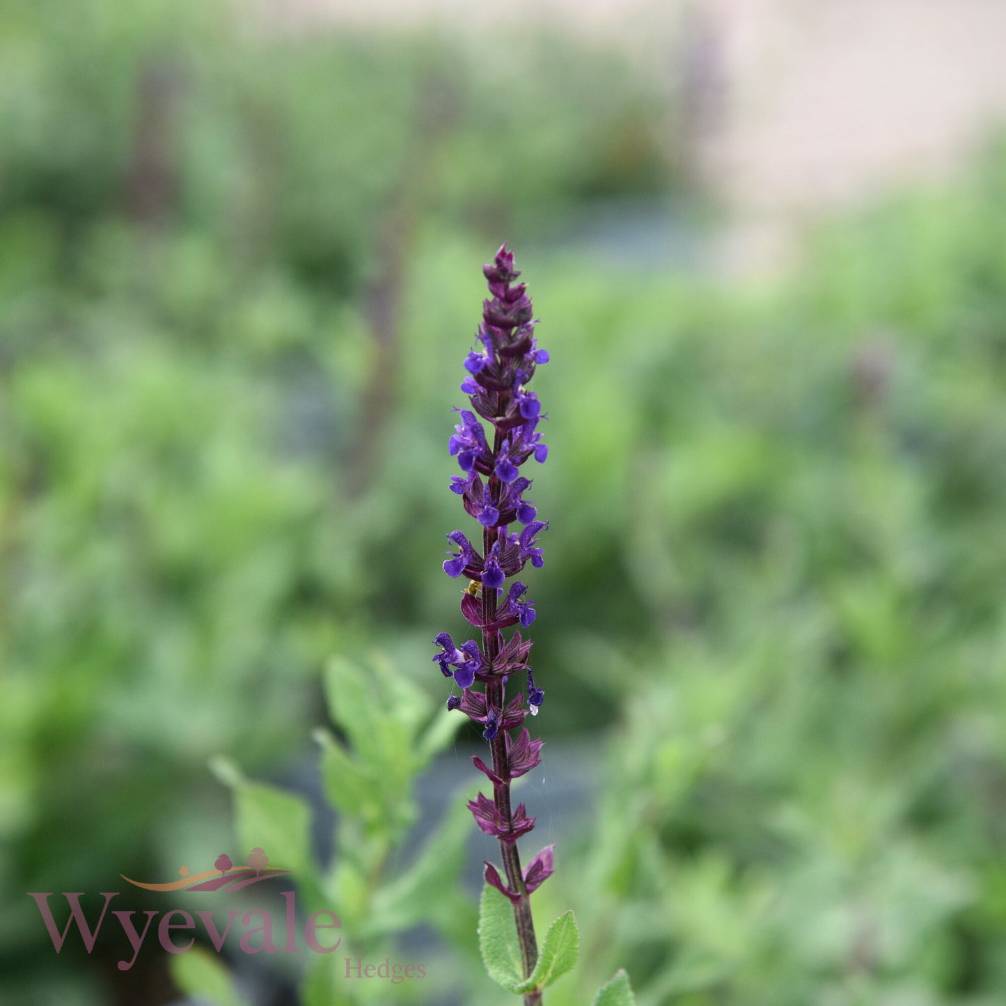 Salvia nemorosa (Woodland Sage) 'Caradonna'