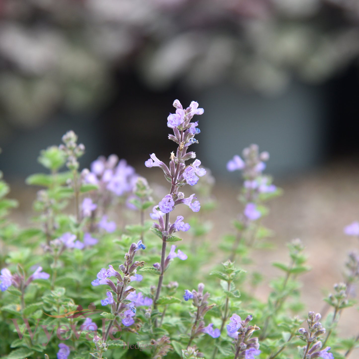 Nepeta faasenii (Catmint) 'Purrsian Blue'