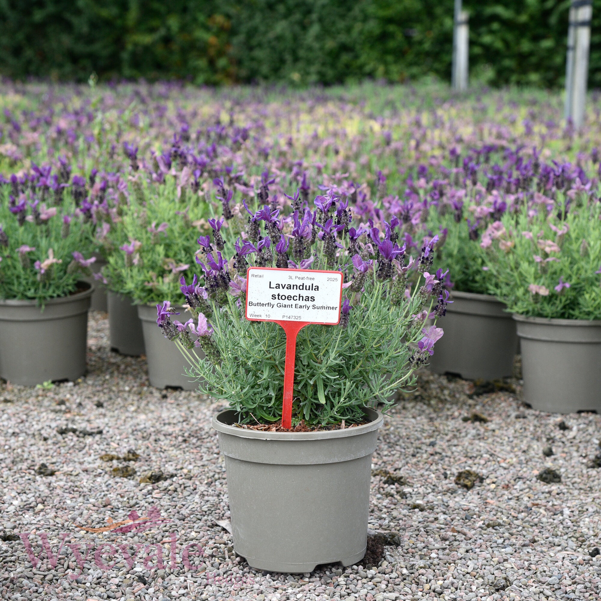 where to plant lavender uk Lavandula stoechas (French Lavender) 'Early Summer' – Wyevale Hedges