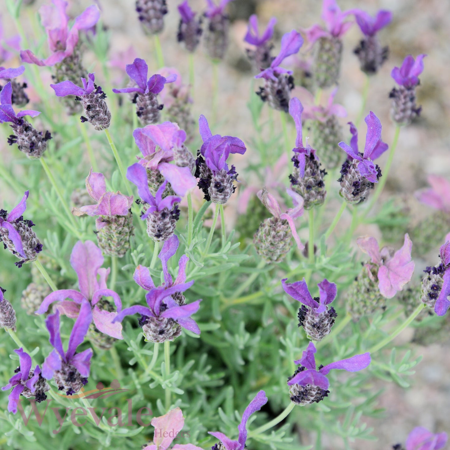 Lavandula stoechas (French Lavender) 'Butterfly Giant Early Summer'