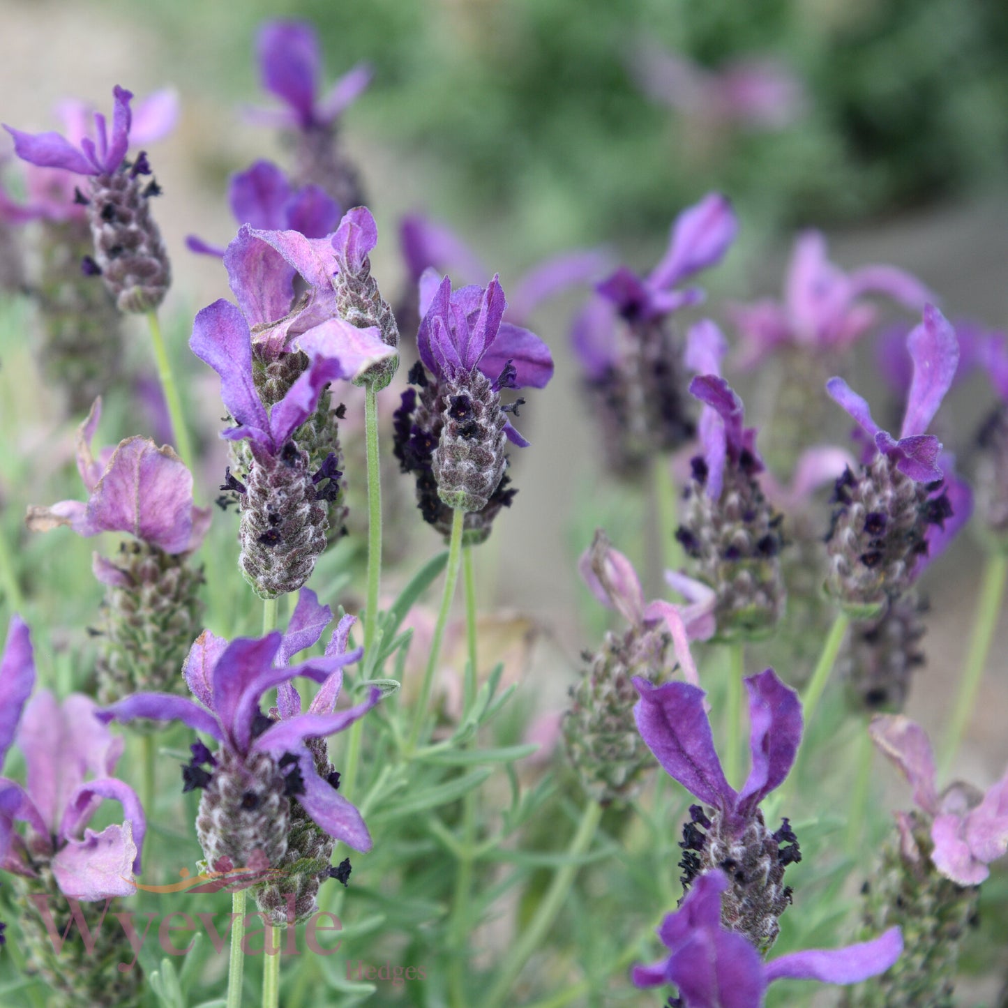 Lavandula stoechas (French Lavender) 'Early Summer'