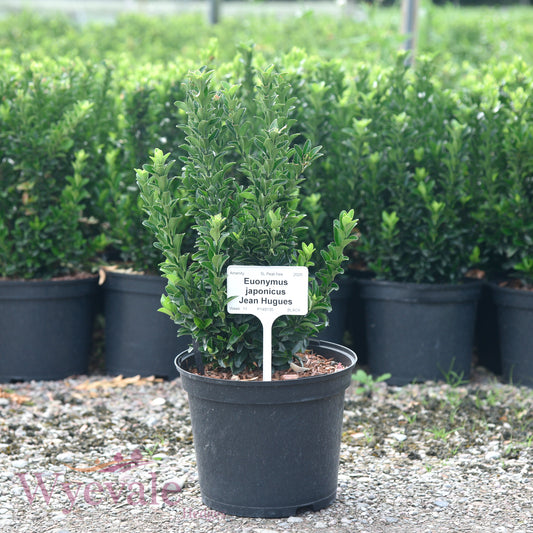 Euonymus japonicus (Japanese Spindle) 'Jean Hugues'