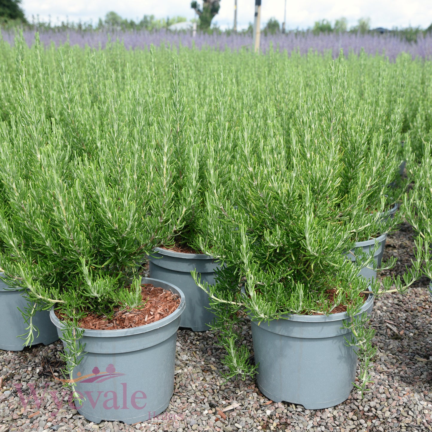 Rosmarinus officinalis (Rosemary) 'Green Ginger'