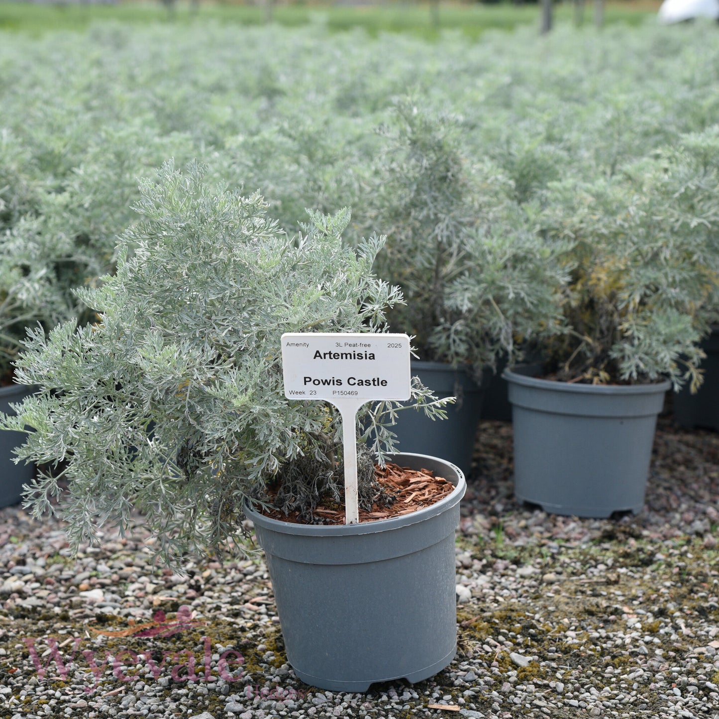 Artemisia (Wormwood) 'Powis Castle'