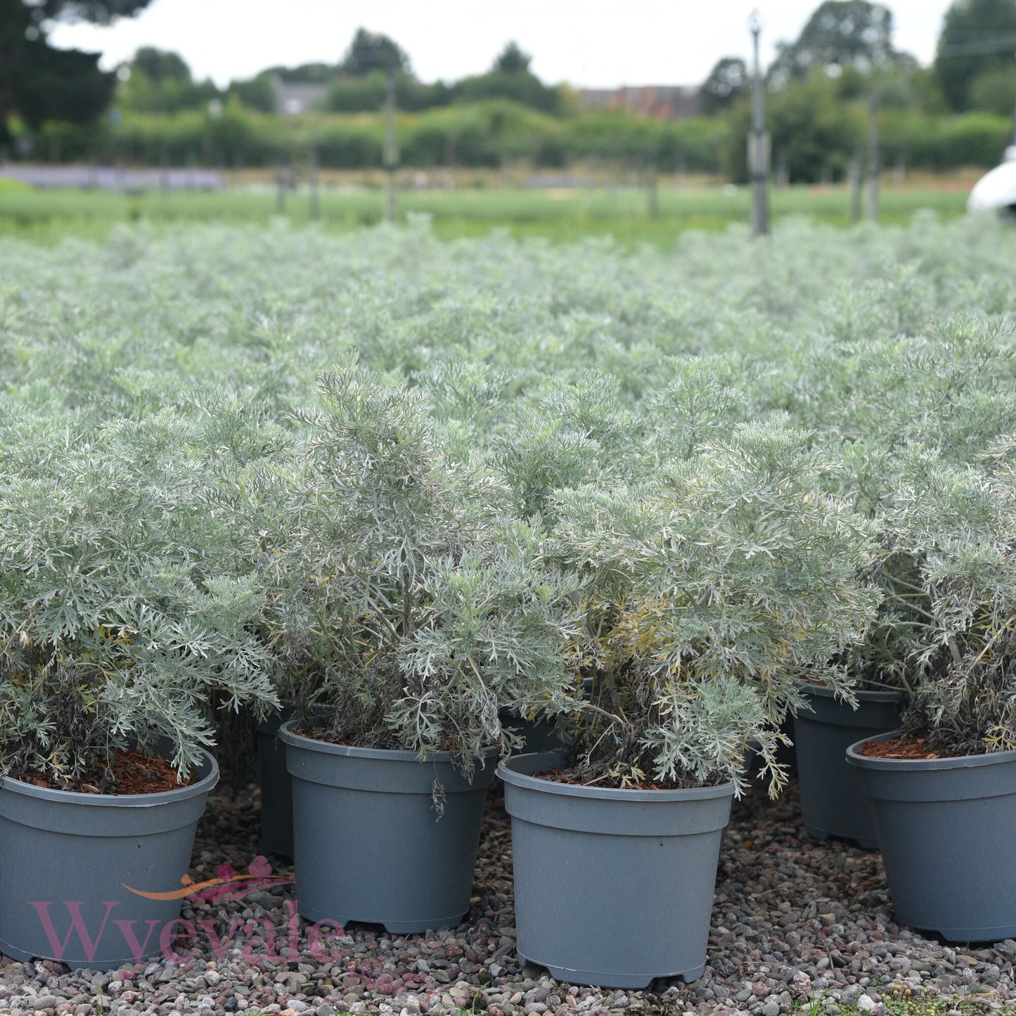 Artemisia (Wormwood) 'Powis Castle'