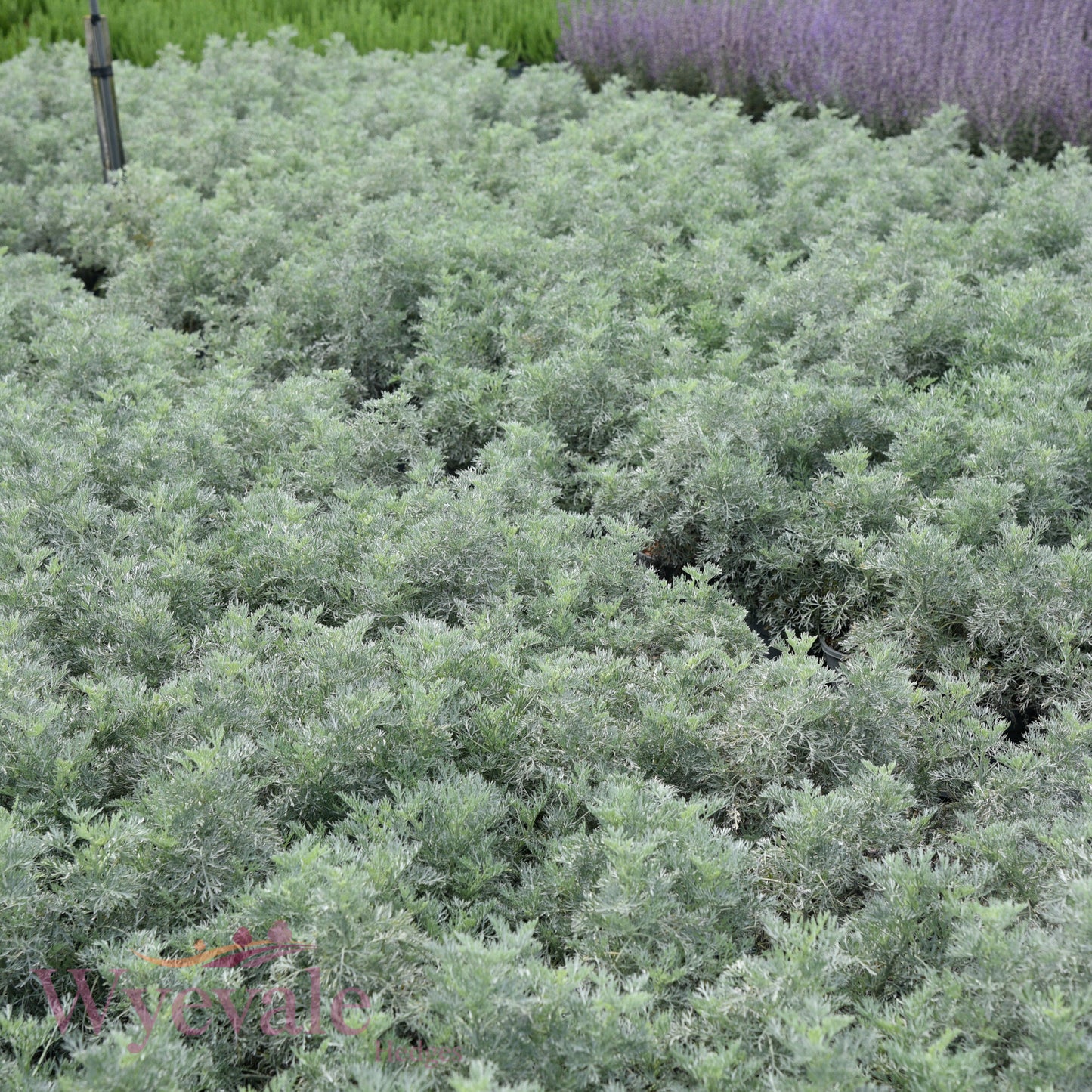 Artemisia (Wormwood) 'Powis Castle'