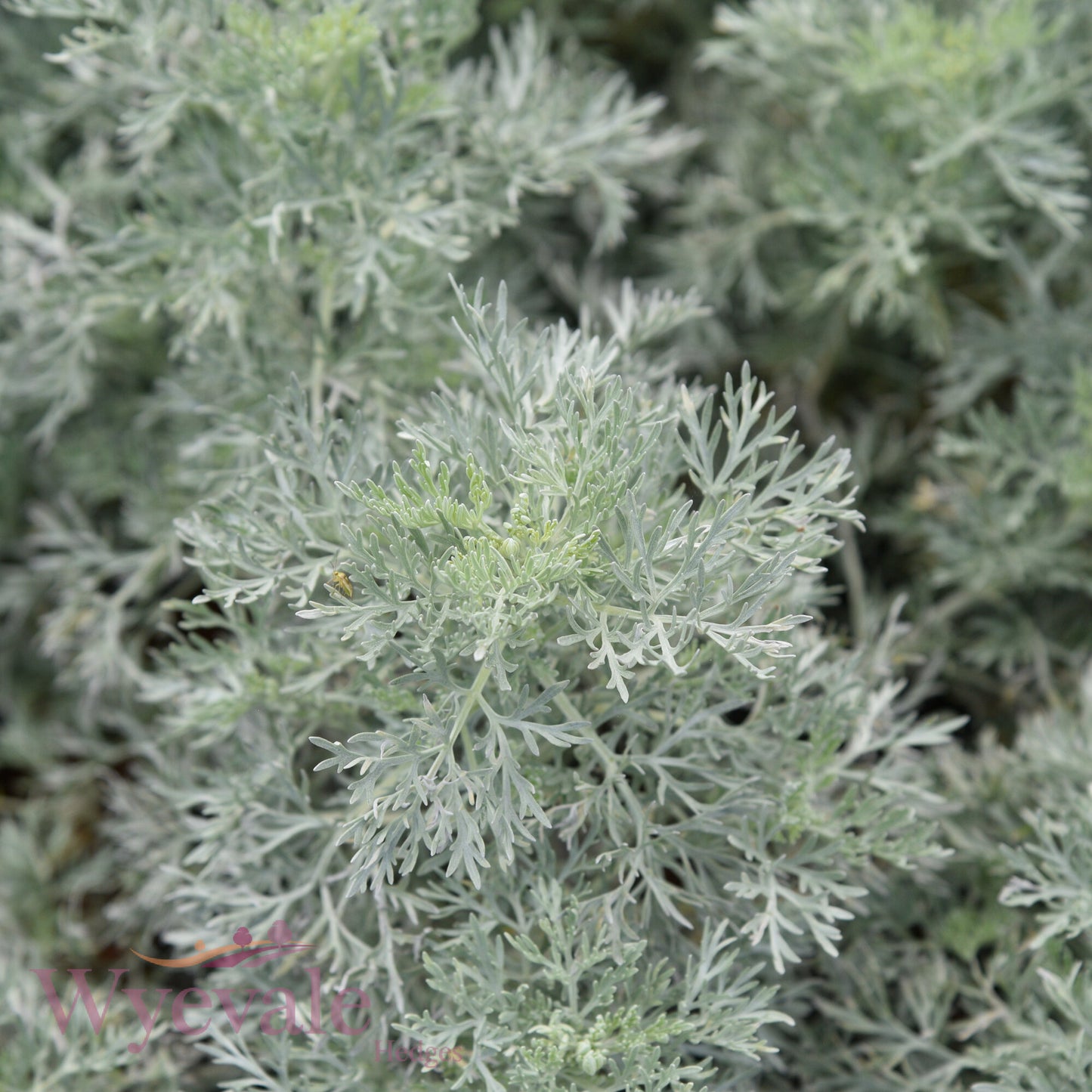 Artemisia (Wormwood) 'Powis Castle'