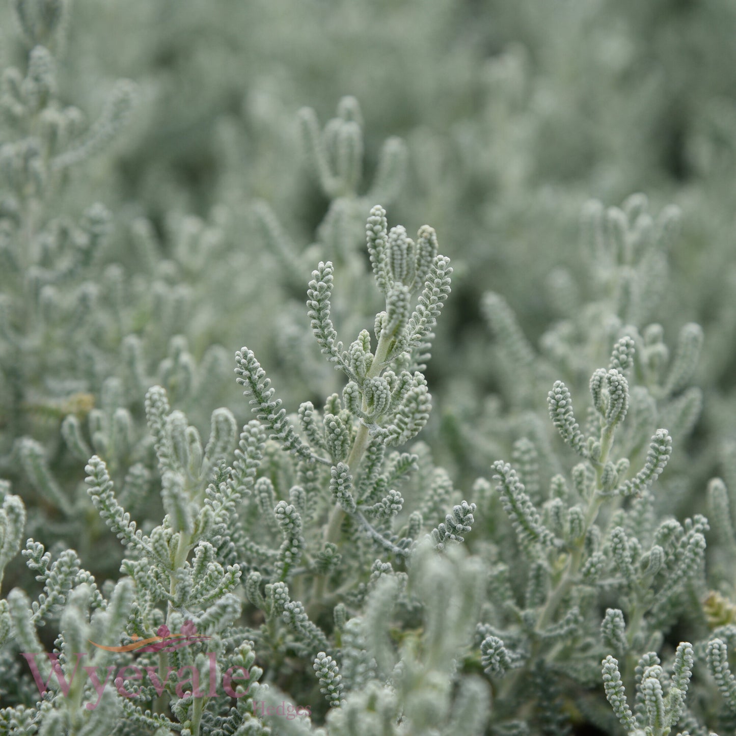 Santolina chamaecyparissus (Cotton lavender)