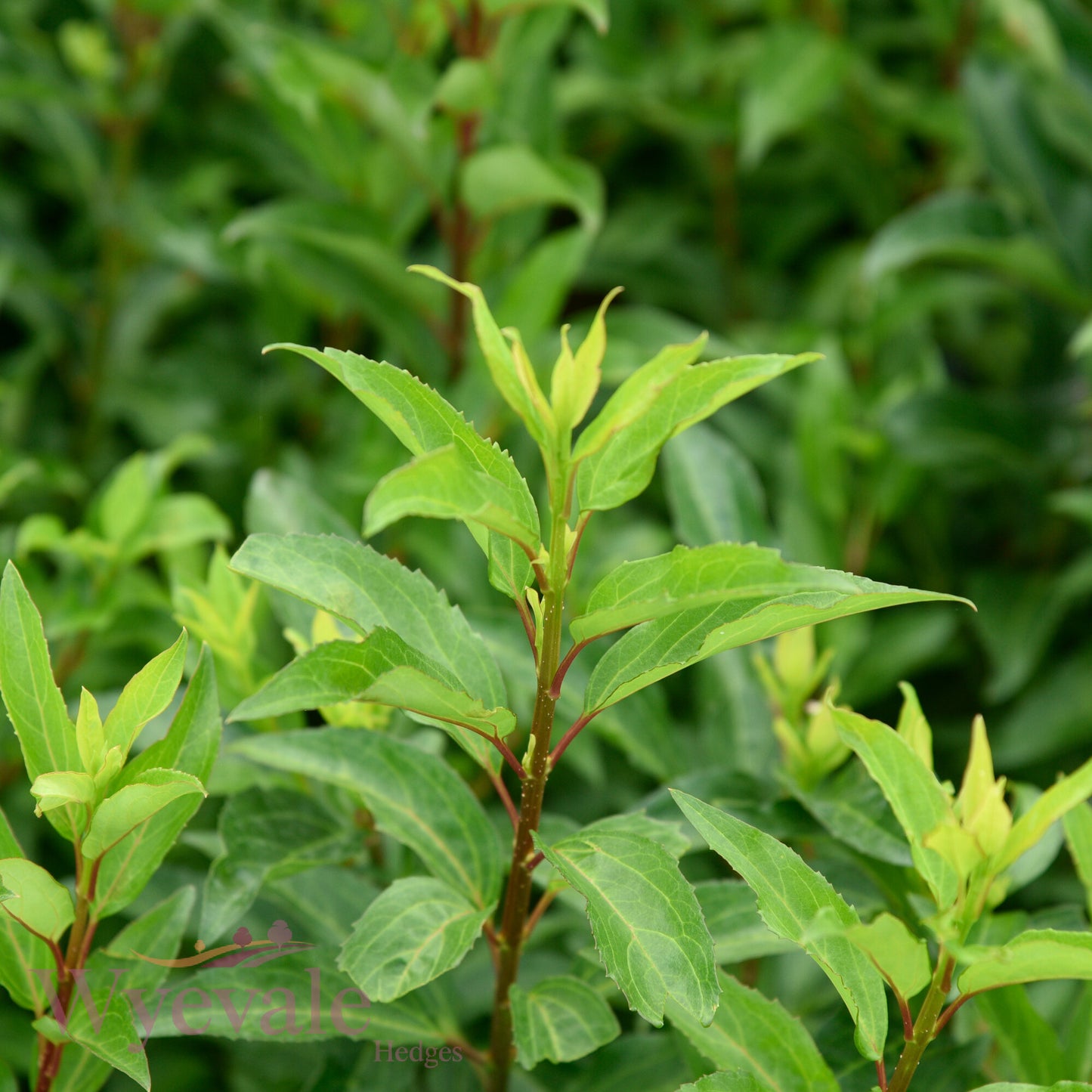 Forsythia x intermedia (Forsythia) 'Week End'