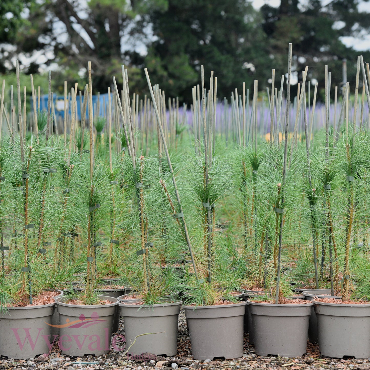 Pinus sylvestris (Scots pine)