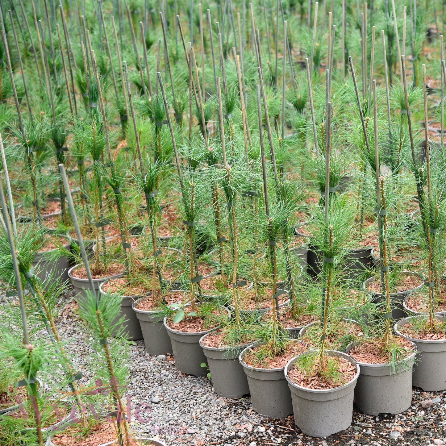 Pinus sylvestris (Scots pine)