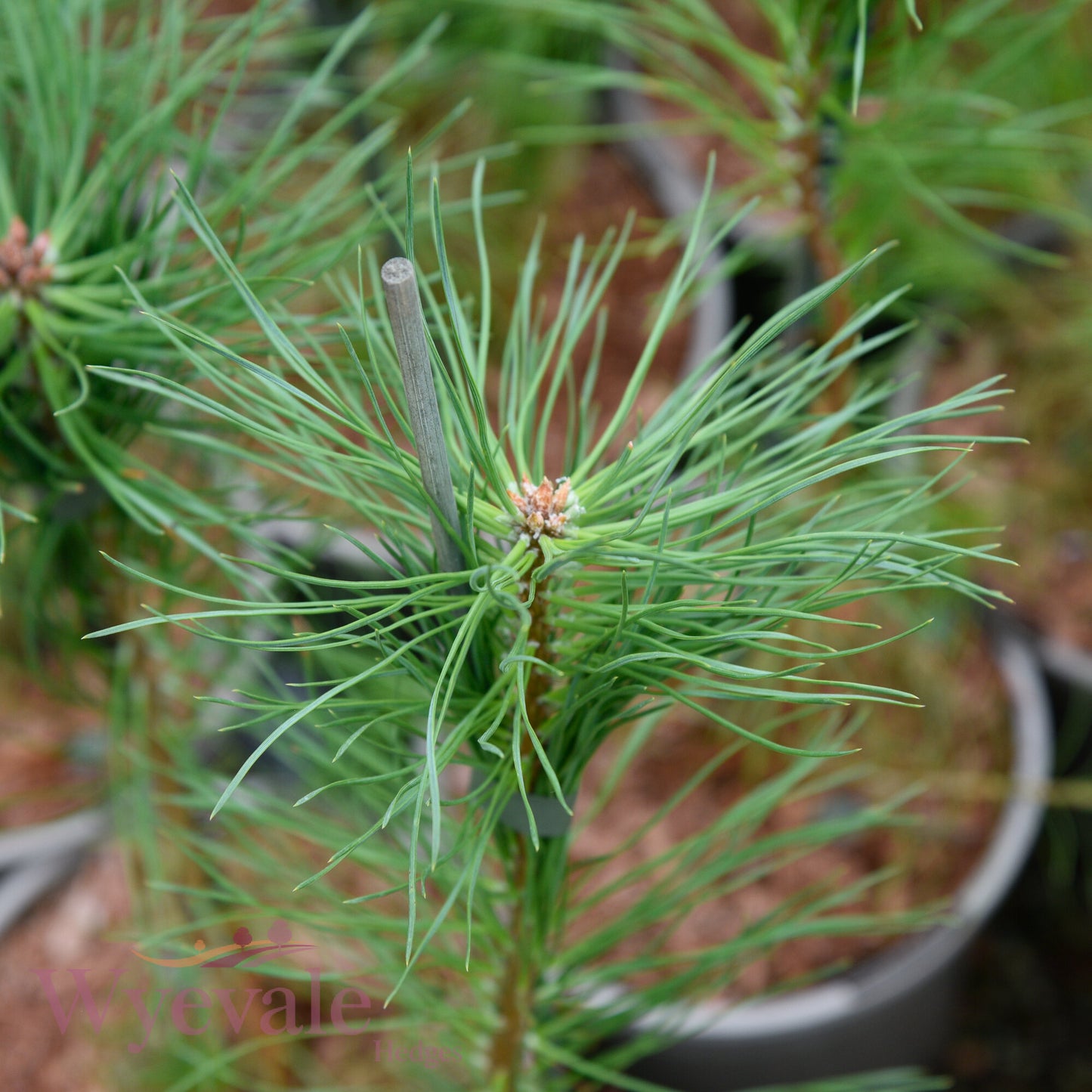 Pinus sylvestris (Scots pine)