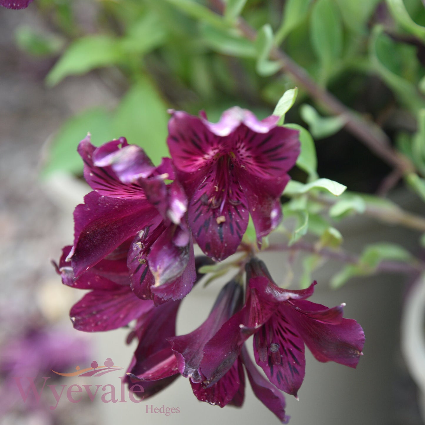 Alstroemeria (Peruvian Lily) 'Inticancha Paraiso'