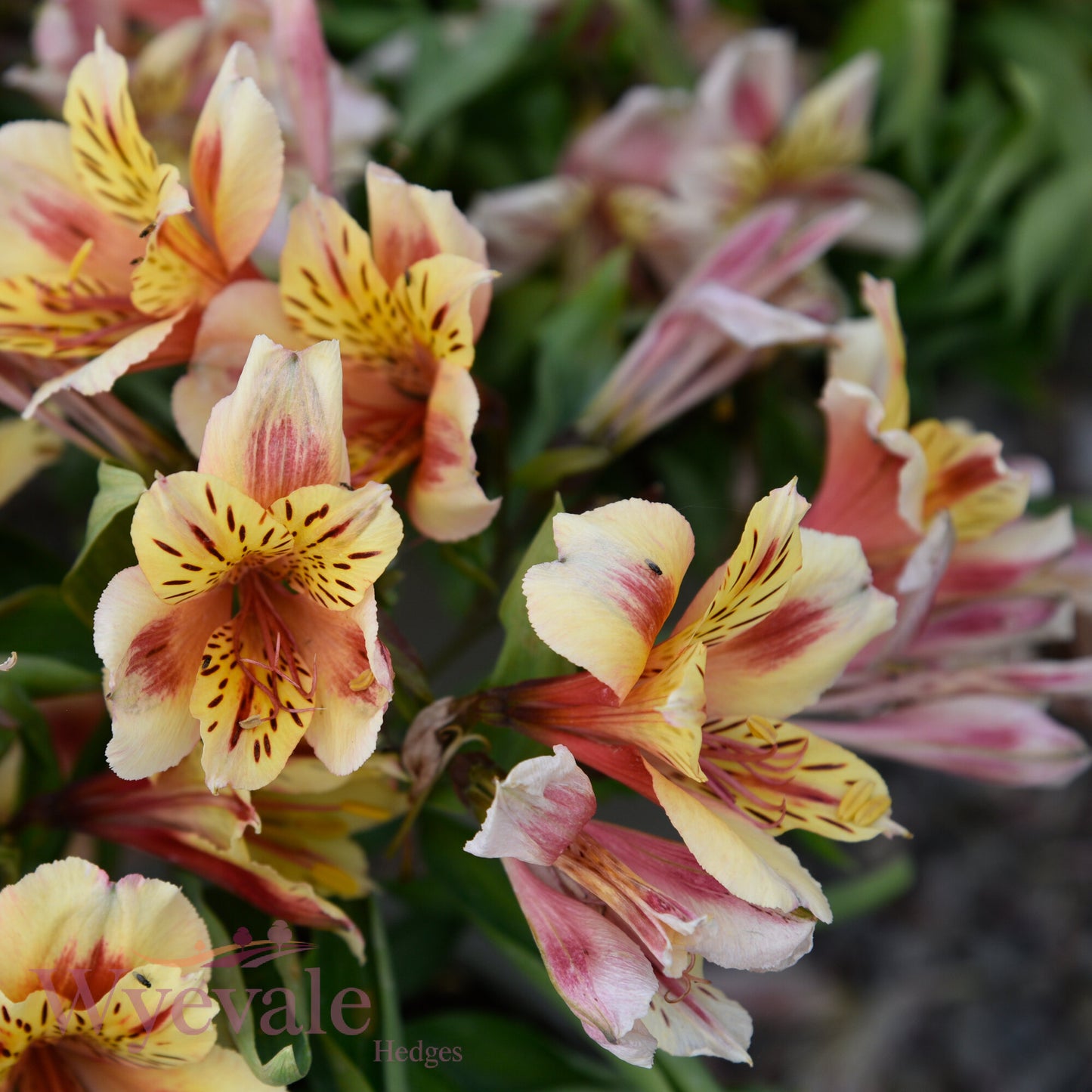 Alstroemeria (Peruvian Lily) 'Inticancha Sunset'