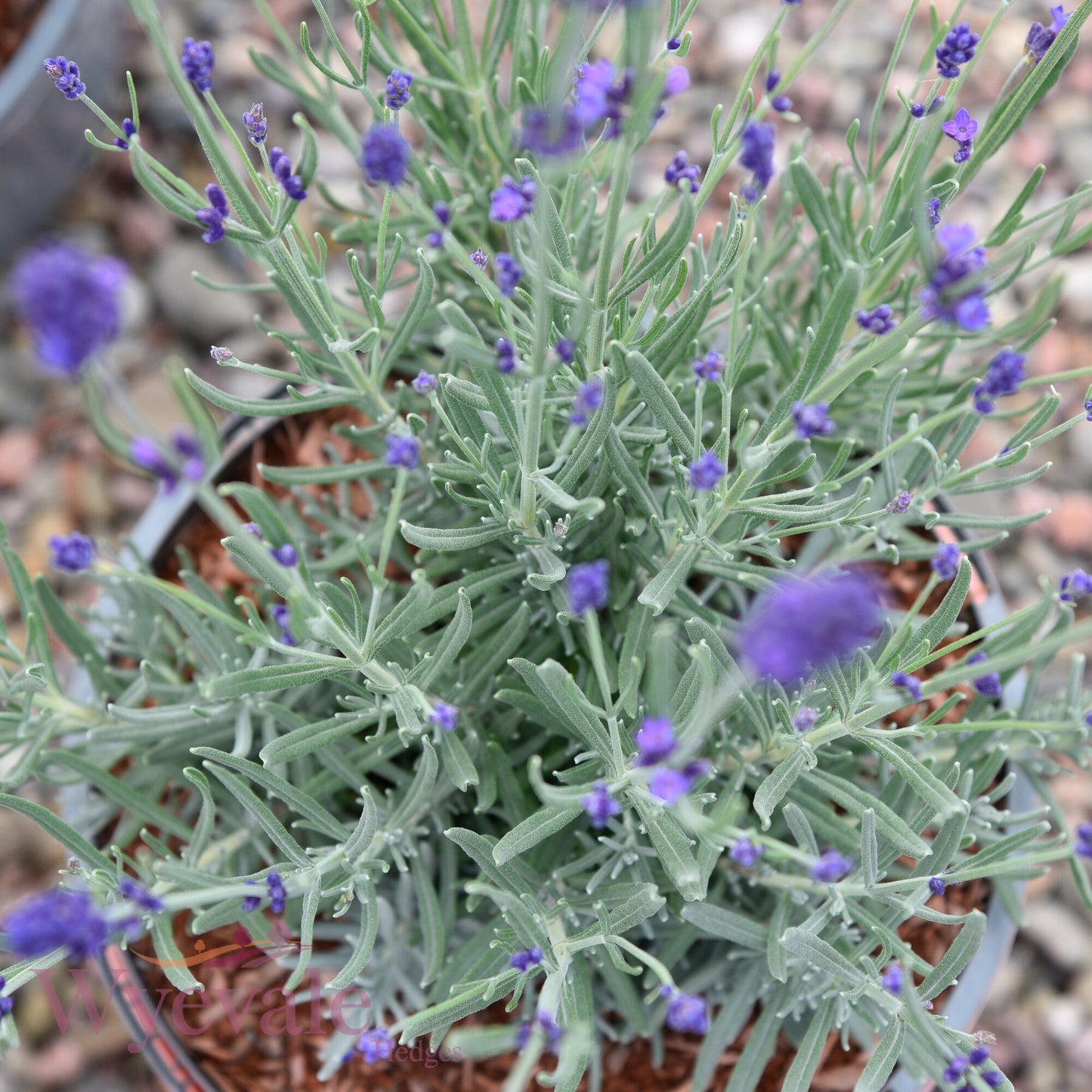 Lavandula angustifolia (English lavender) 'Hidcote'