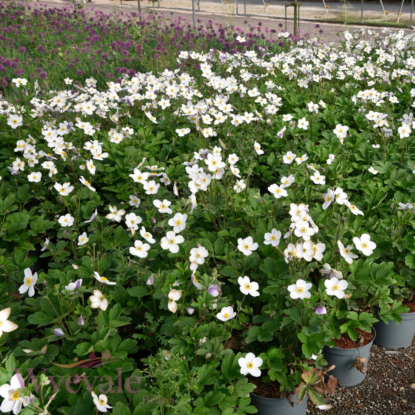 Anemone (Windflower) 'Wild Swan'