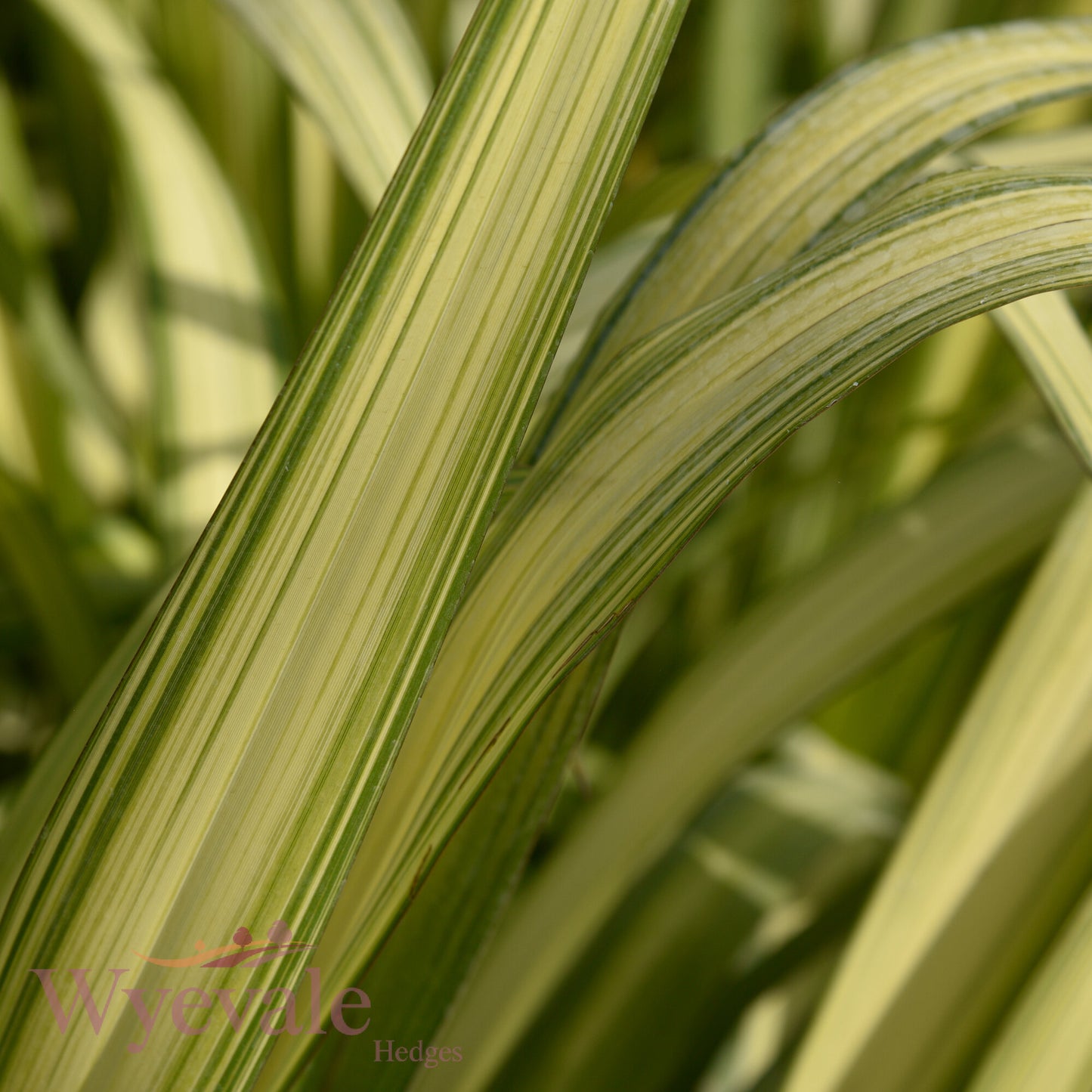 Phormium (New Zealand Flax) 'Yellow Wave'
