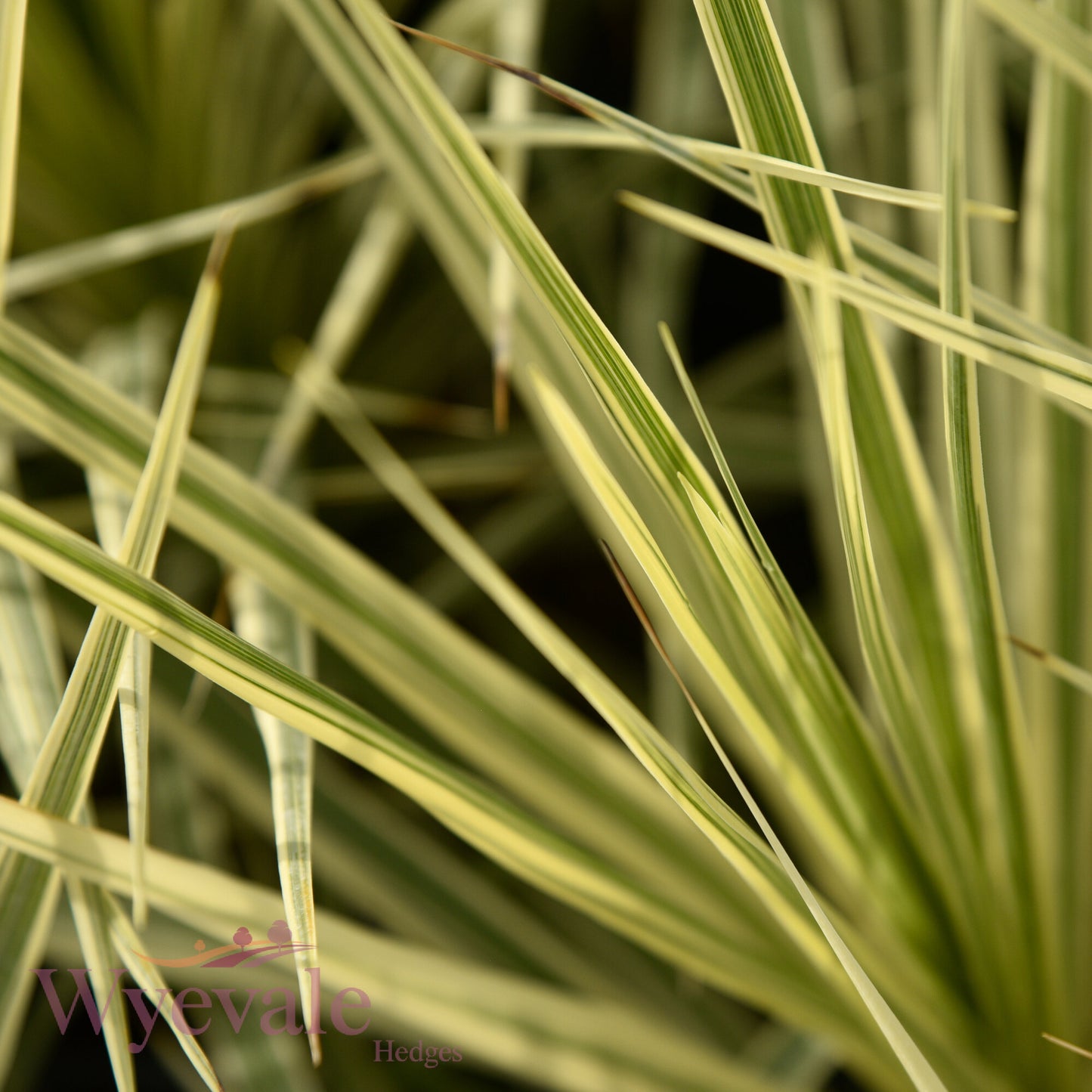 Cordyline australis (Cabbage Tree) 'Lime Passion'