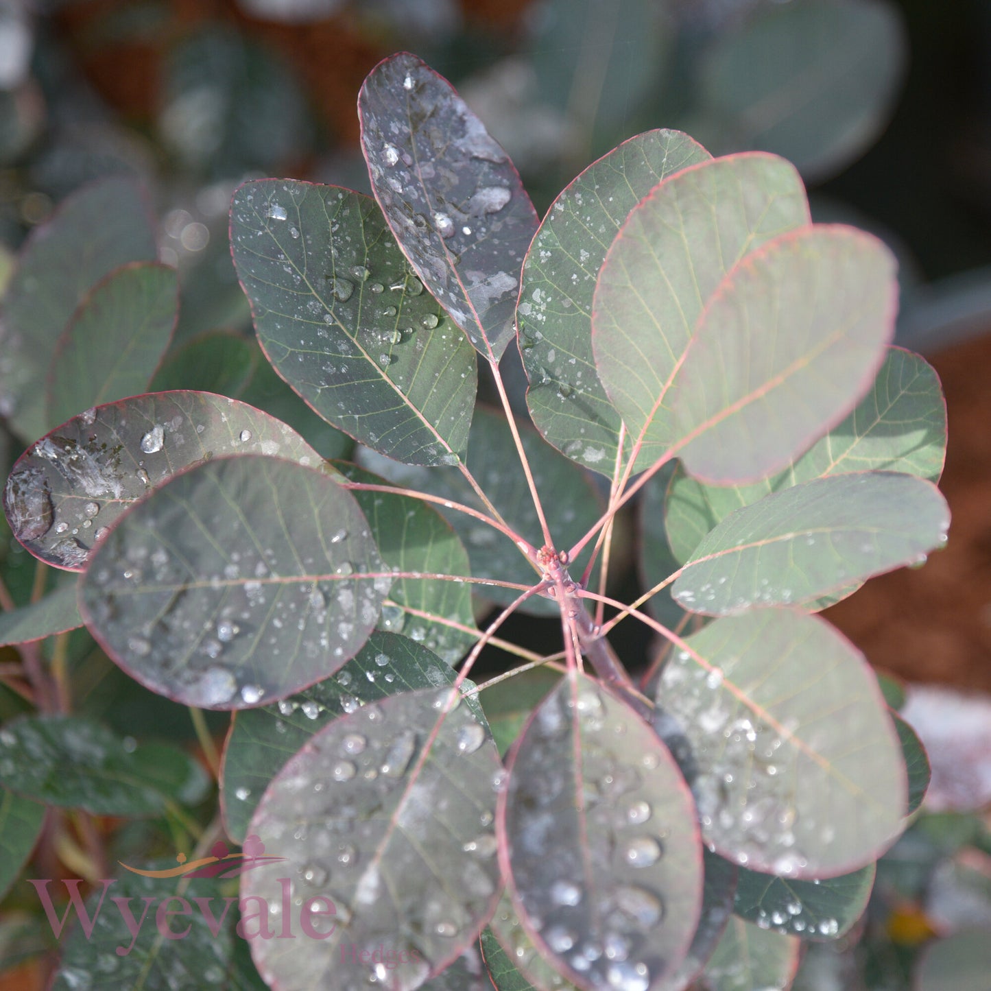 Cotinus coggygria (Smokebush) 'Royal Purple'