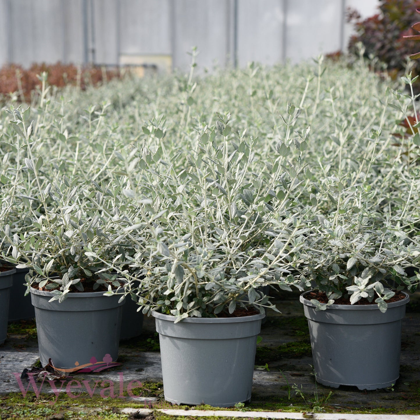 Teucrium fruticans (Shrubby Germander)
